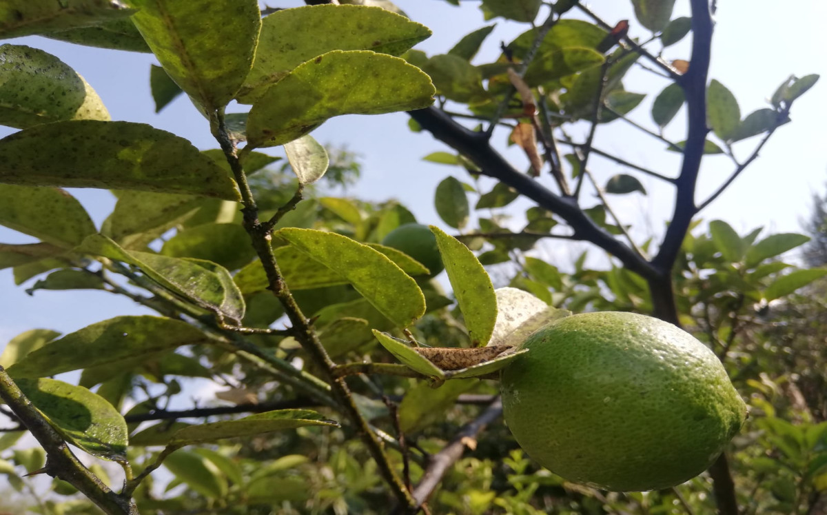 Aspectos de la producción de limón | Jaime Zambrano