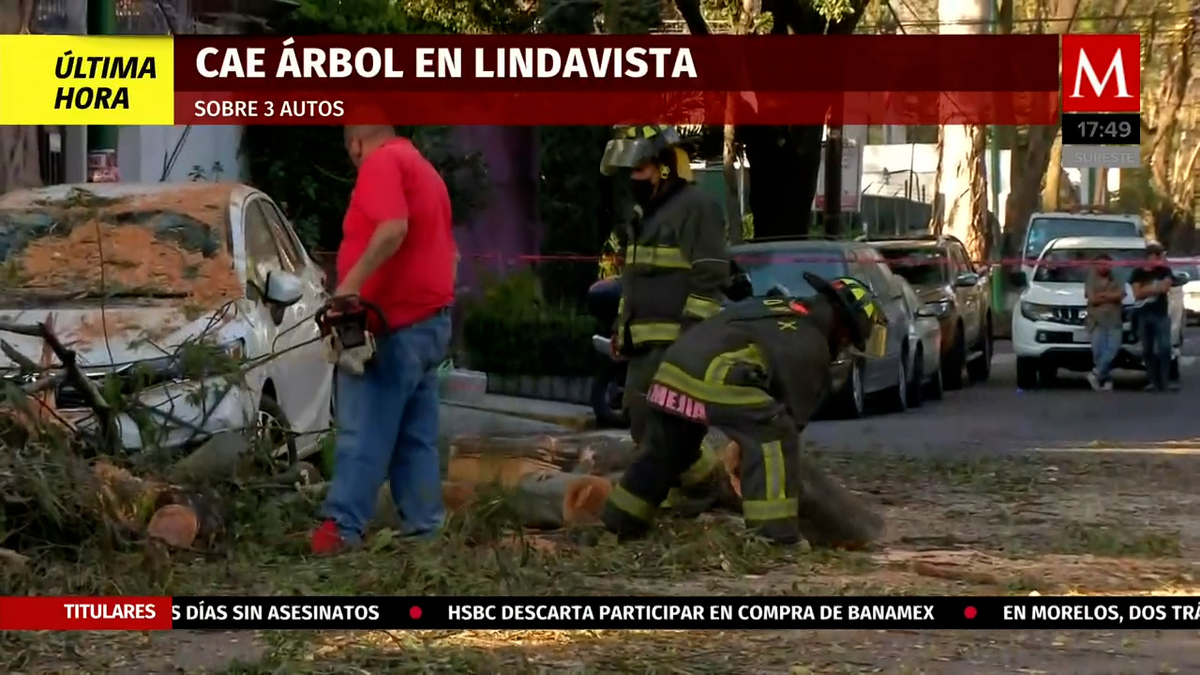 En CdMx, cae un árbol de 15 metros en la colonia Lindavista