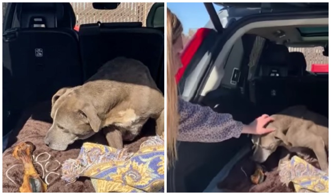 Esta perrita fue encontrada gracias al chip que tenía (Especial).