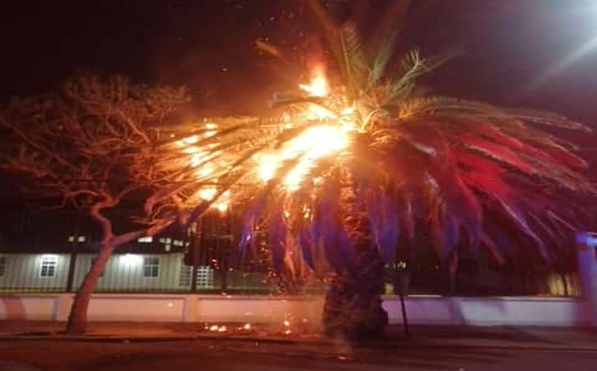 Palmera incendiada en Iztacalco .