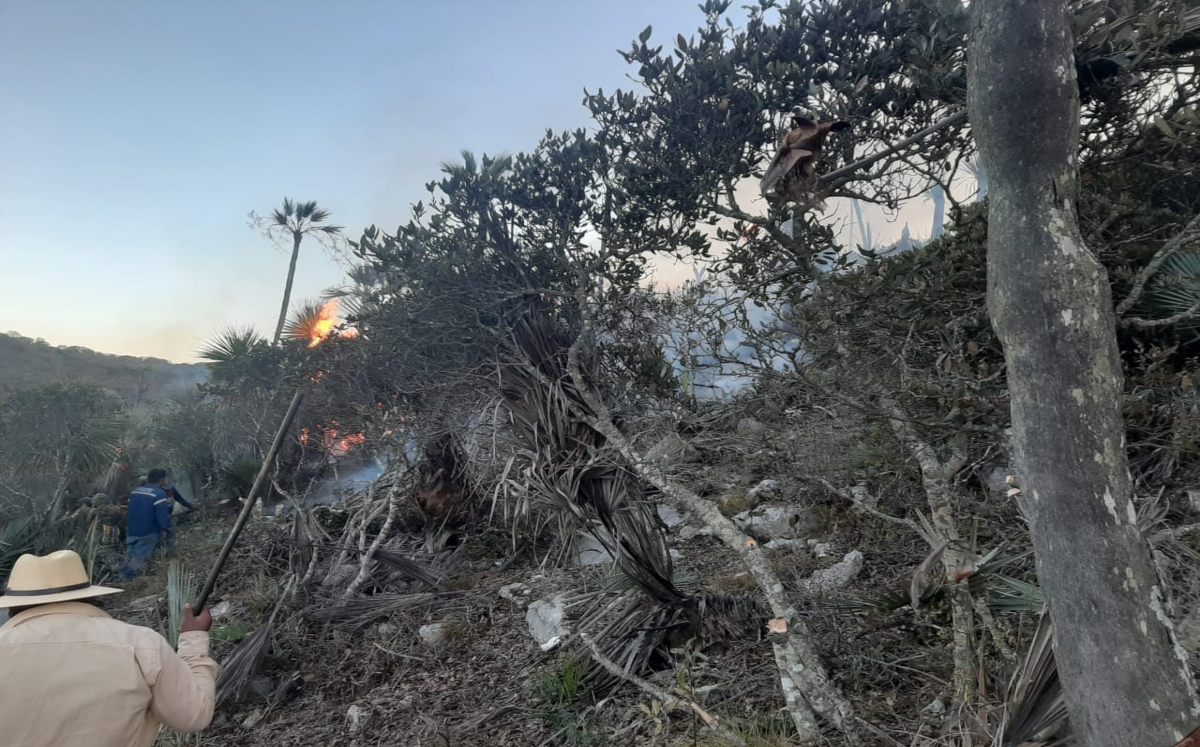 Más de 80 hectáreas se han perdido por incendios en la Reserva de la Biosfera Tehuacán-Cuicatlán | Especial