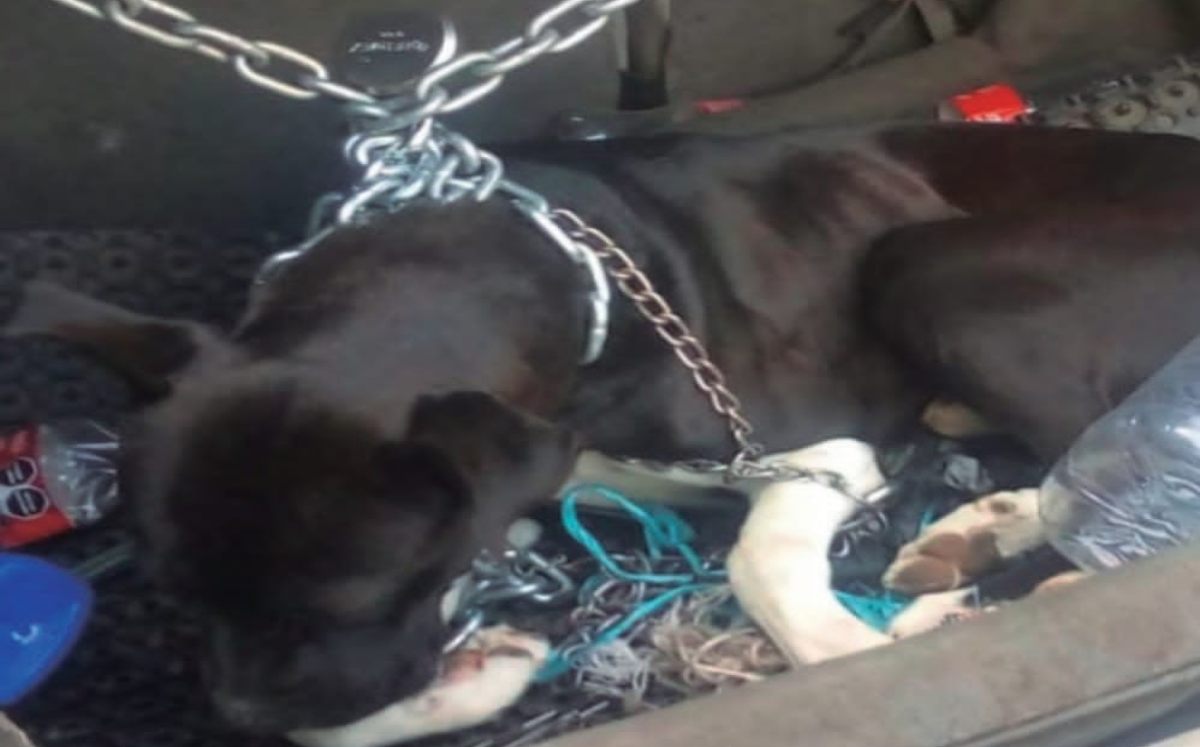 Pide CAVI atiendan caso de maltrato animal en Tehuacán Puebla | Especial