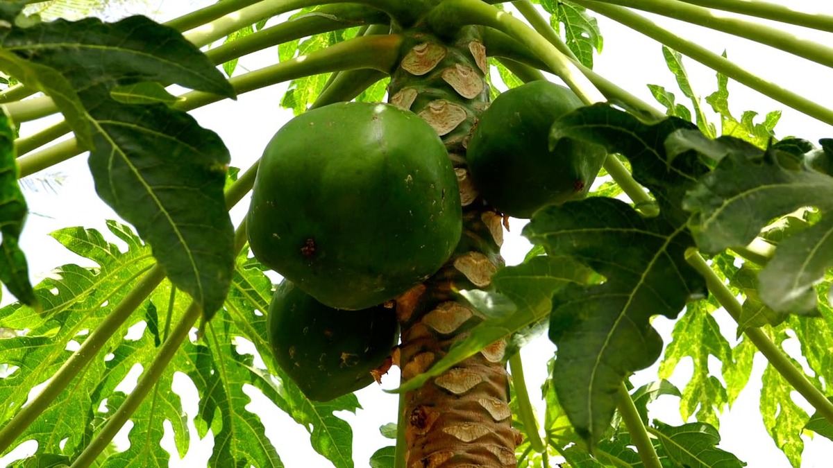 En busca del equilibrio, entre bosques y agricultura