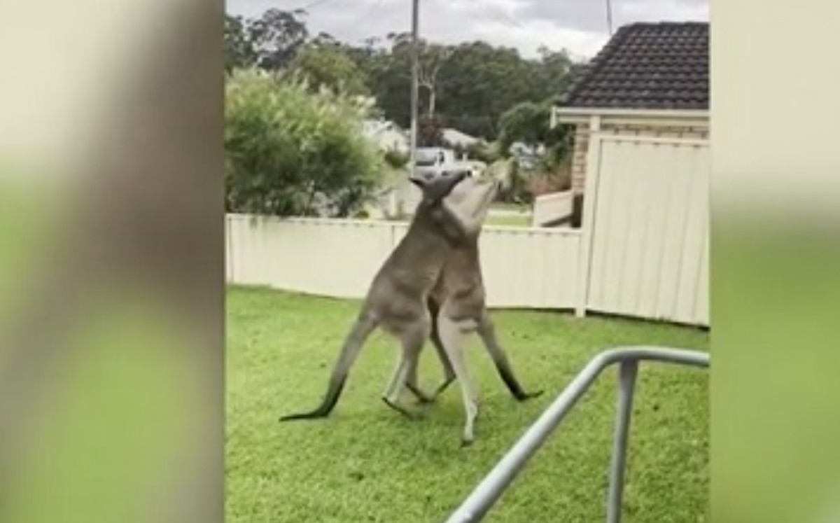 Dos canguros se enzarzaron en una pelea en el patio delantero de estos jóvenes australianos y no dudaron en grabarlo |DPA