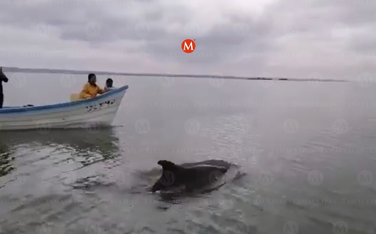 Delfín cabeza de botella aparece en laguna de Pueblo Viejo, Veracruz. (Especial)