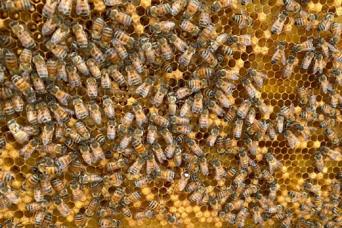 Las abejas son parte importante del ecosistema mundial. (cortesía)