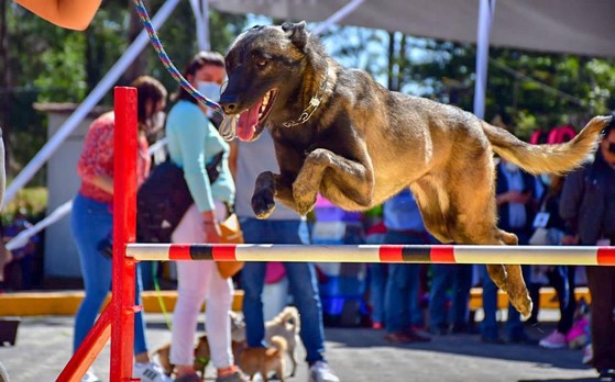 Parque para perros en bosque de Tláhuac