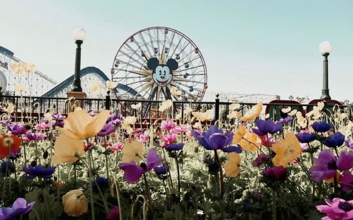 Disneyland cambia su entrada floral a Minnie Mouse. (Instagram)