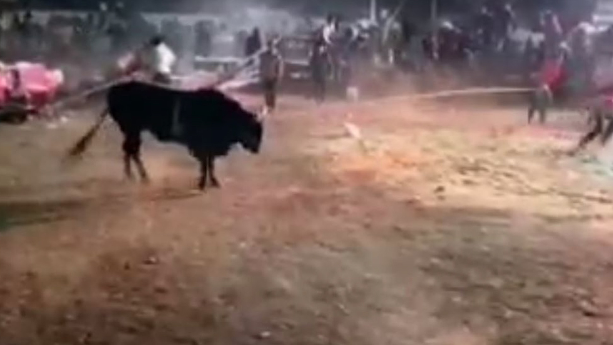 Toro embiste al público durante jaripeo; hay 20 lesionados