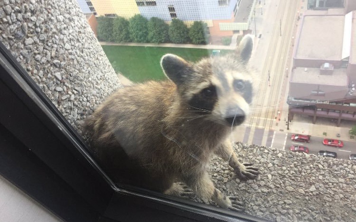 Aumentan reportes por presencia de mapaches en Tampico