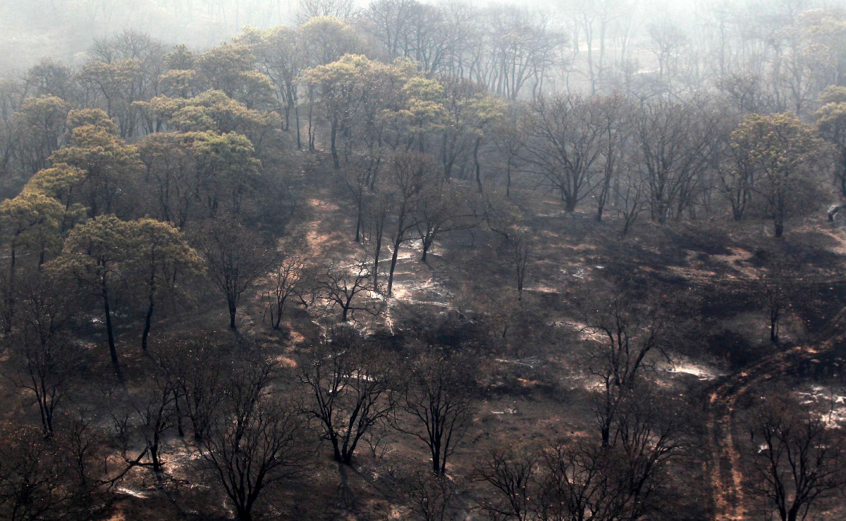 Se espera una época complicada en cuanto incendios forestales en Jalisco (Cortesía)