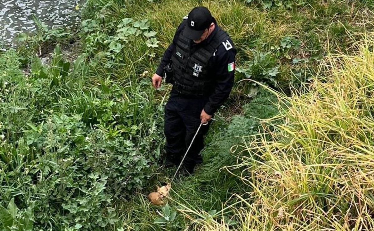 Se perdió entre la maleza y el dueño no puedo ayudarlo.