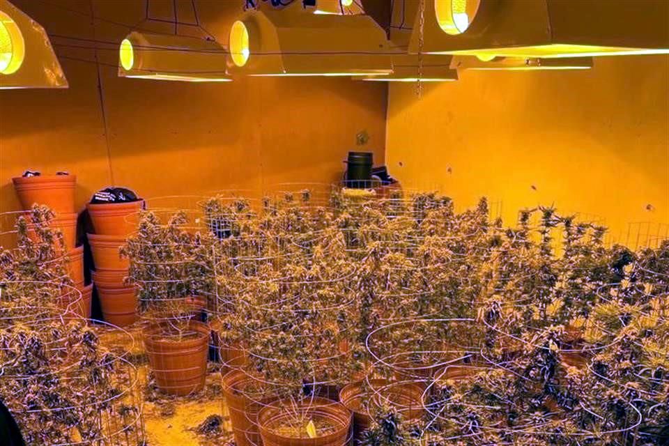 La Policía Federal Ministerial aseguró 332 plantas de mariguana. Foto: Especial
