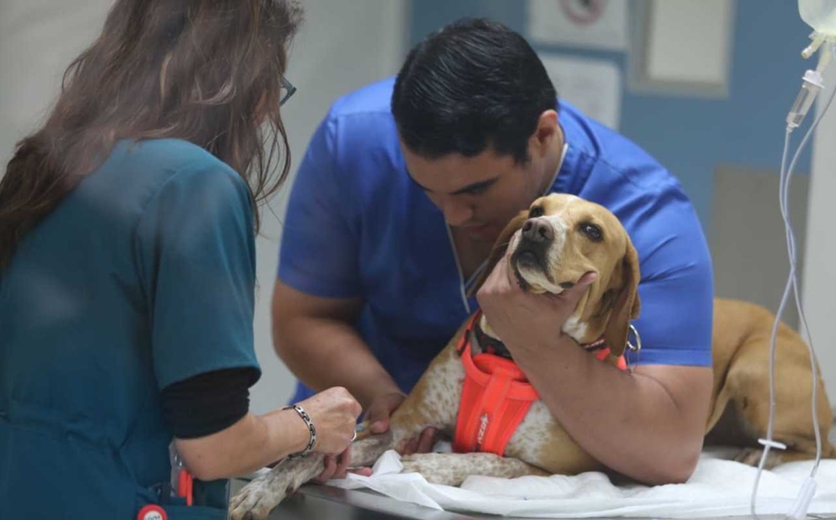 Tamaulipas; Donación de sangre entre animales es una realidad