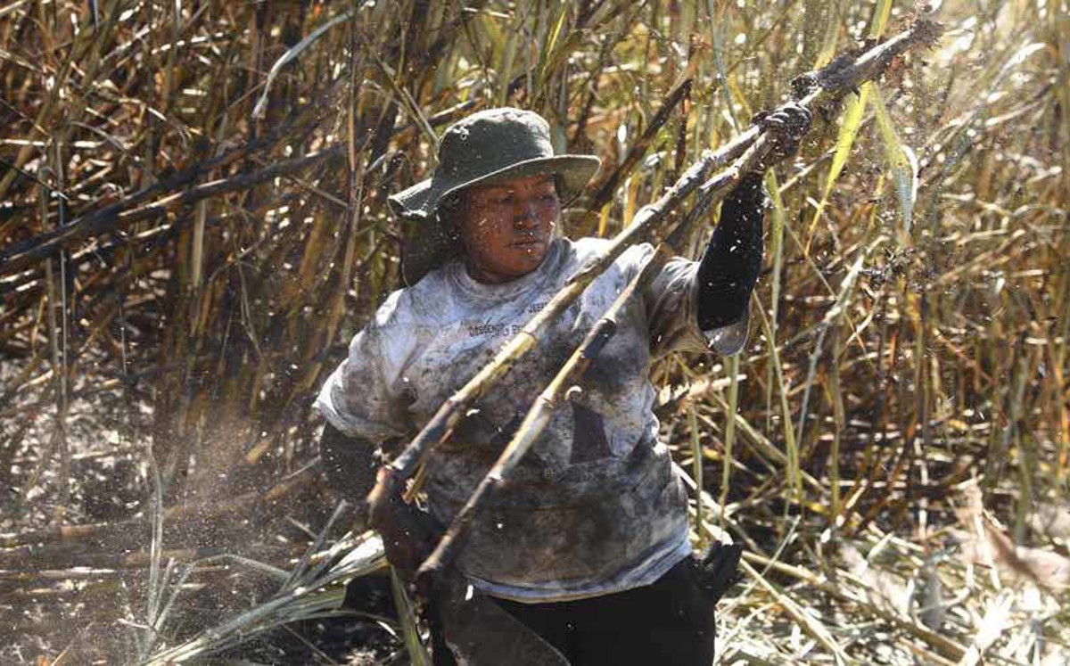 Mujeres cortadoras de caña de azúcar se quitan el útero para trabajar