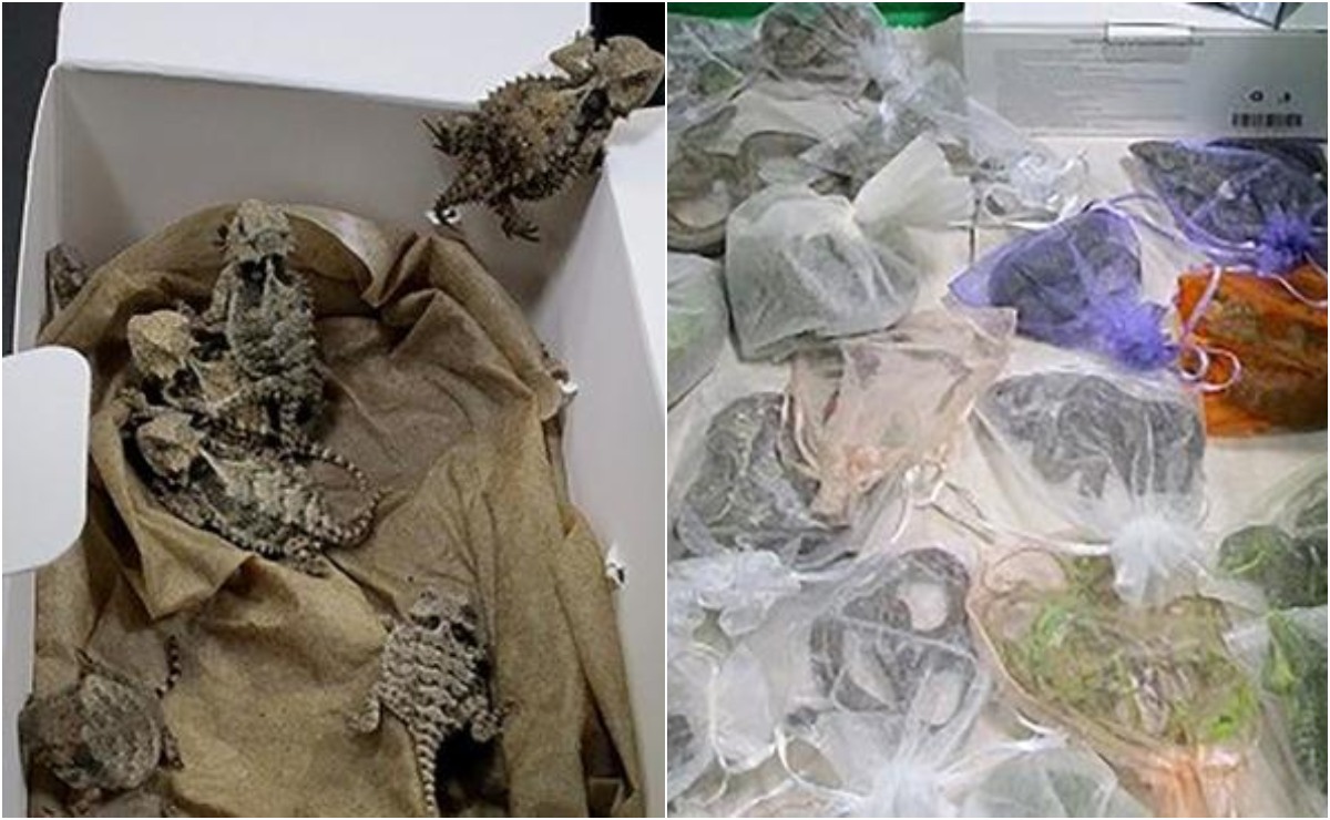 Los animales fueron encontrados entre la ropa del sujeto en California. | Foto: Patrulla fronteriza de EU