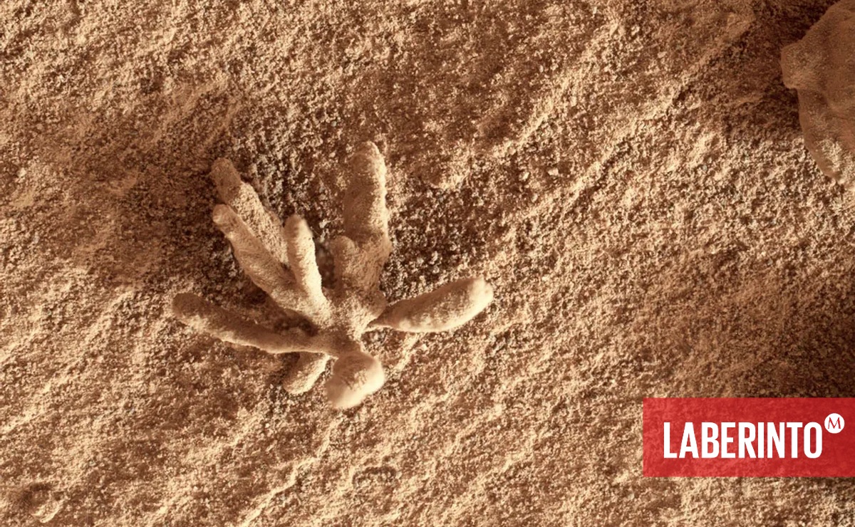 Formación rocosa con forma de flor, fotografiada por el rover Curiosity el 24 de febrero de 2022. (Foto: NASA)