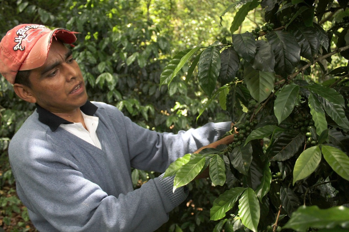 Cultivos de café (Archivo)