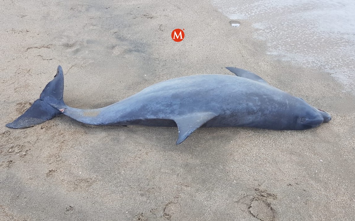Delfin muerto encontrado en playa Miramar hoy 11 de marzo de 2022. (Anahy Meza)