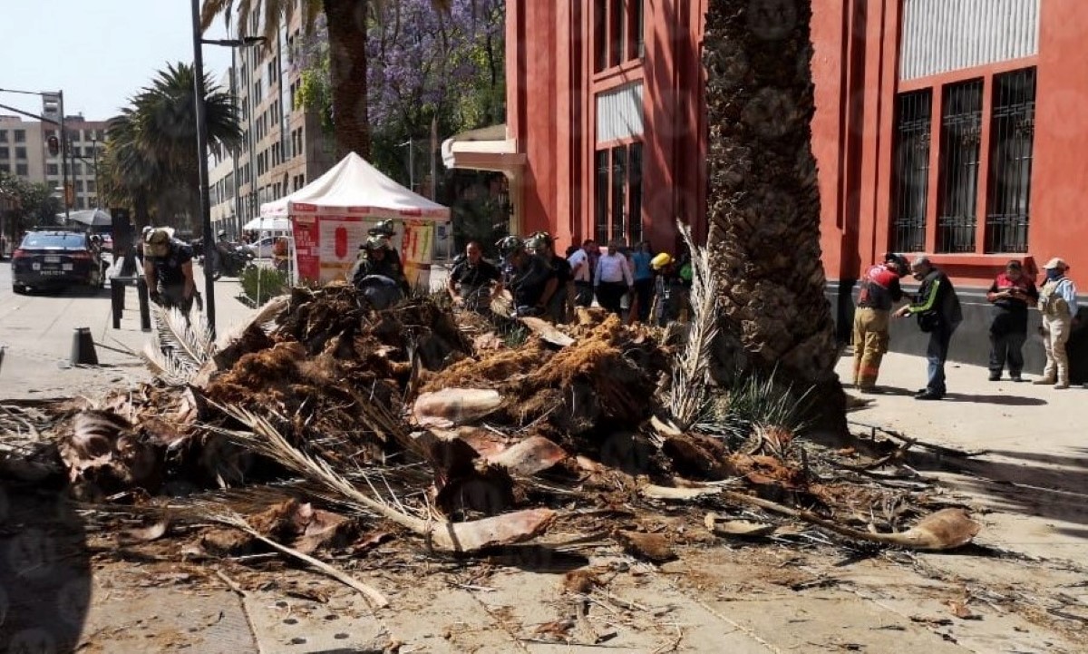 La palmera se cayó en inmediaciones del Monumento a la Revolución. | Jorge Becerril