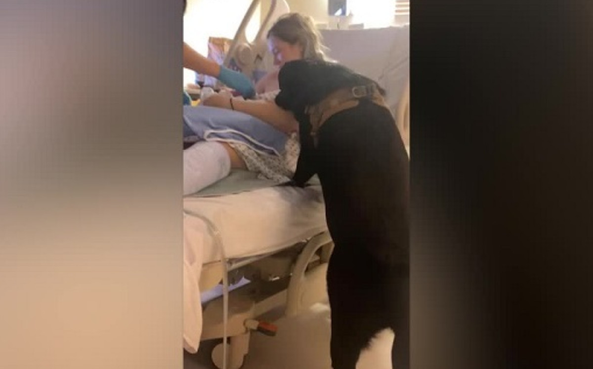 Este perro no se quiso perder el parto de su dueña y le visitó en el hospital |Especial