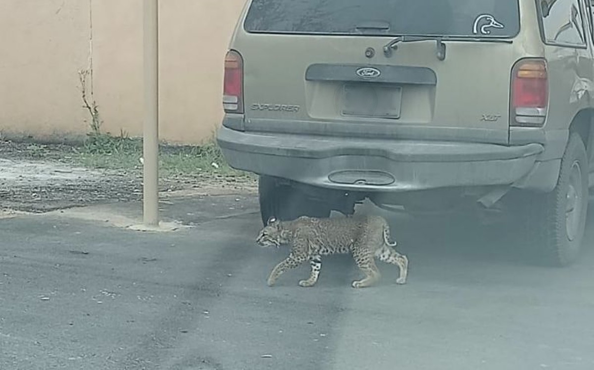 Reportan felino en calles de Nuevo Laredo