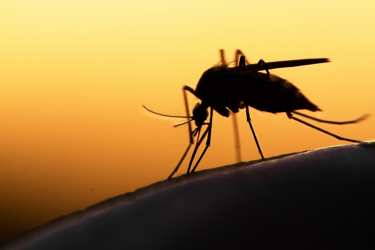 Sólo las hembras del mosquito del dengue pican a las personas. | Shutterstock
