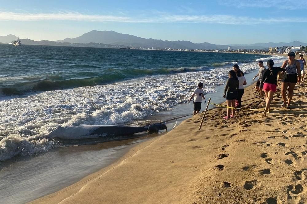 Localizan ballenato muerto en Manzanillo | Arnoldo Delgadillo