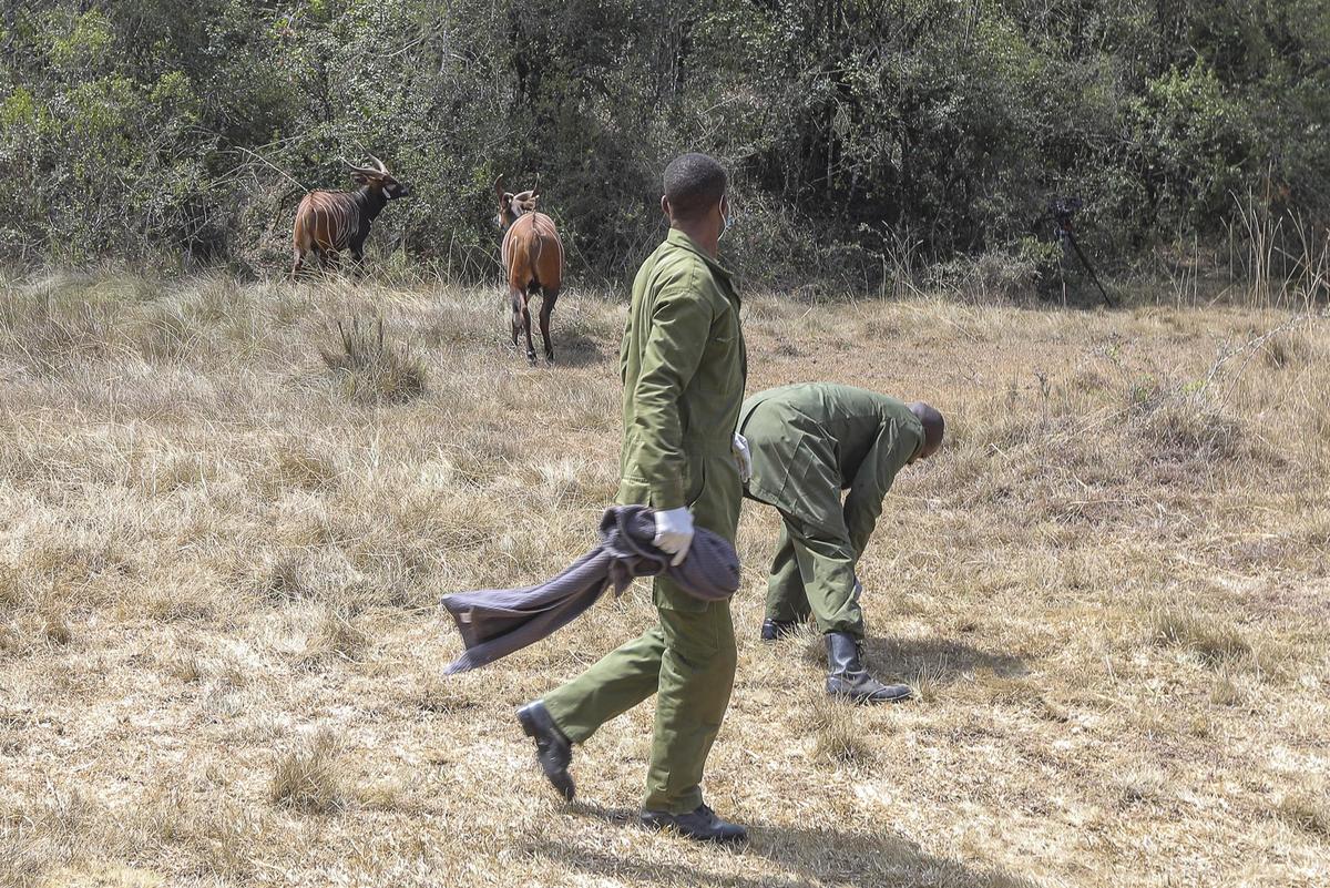 Muchos animales murieron por negligencia humana (EFE)