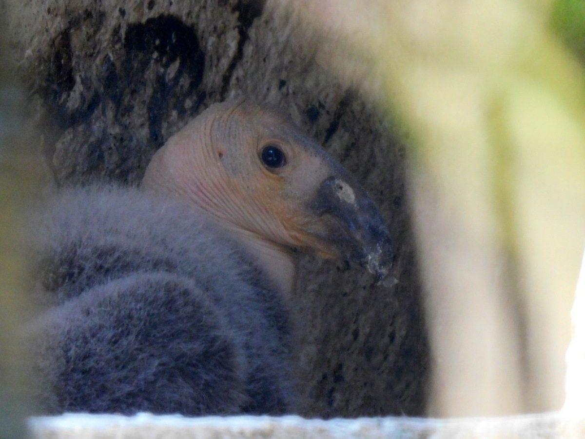 Anuncian nacimiento de Cóndor de California en Zoológico de Chapultepec | Especial