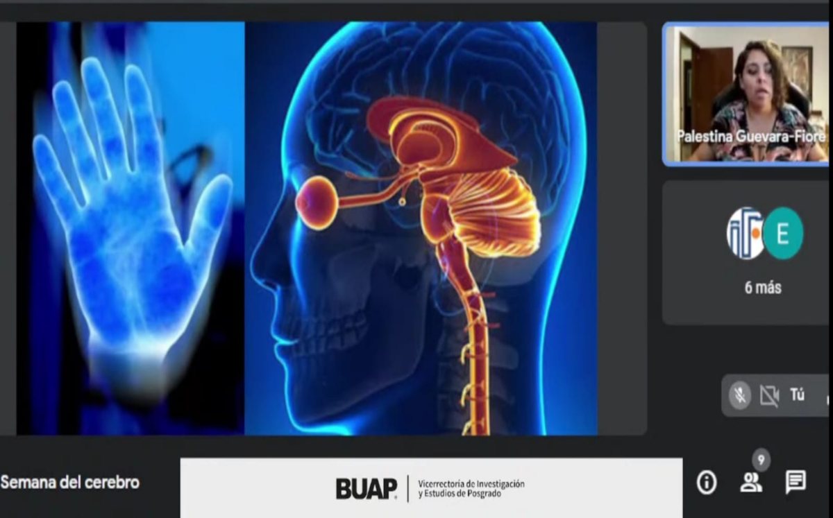 Cerebro humano permite la supervivencia y la reproducción: investigadora BUAP | Especial
