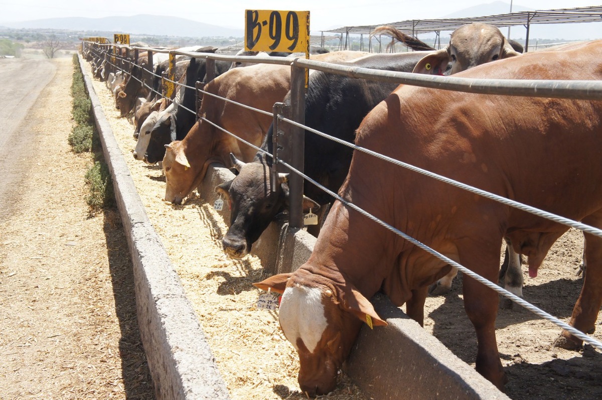 Sader estima que buenas prácticas contra brucelosis en Sonora, potenciarán exportación de ganado a EU