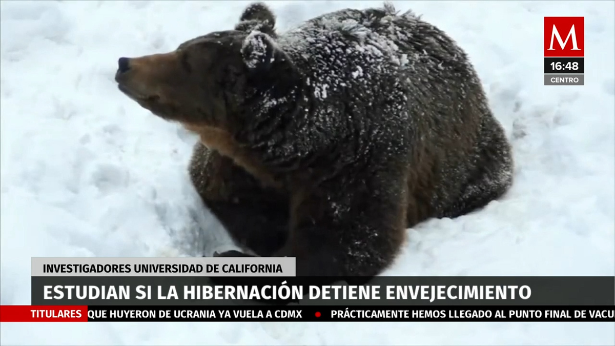 ¿Se detiene el envejecimiento durante la hibernación natural?