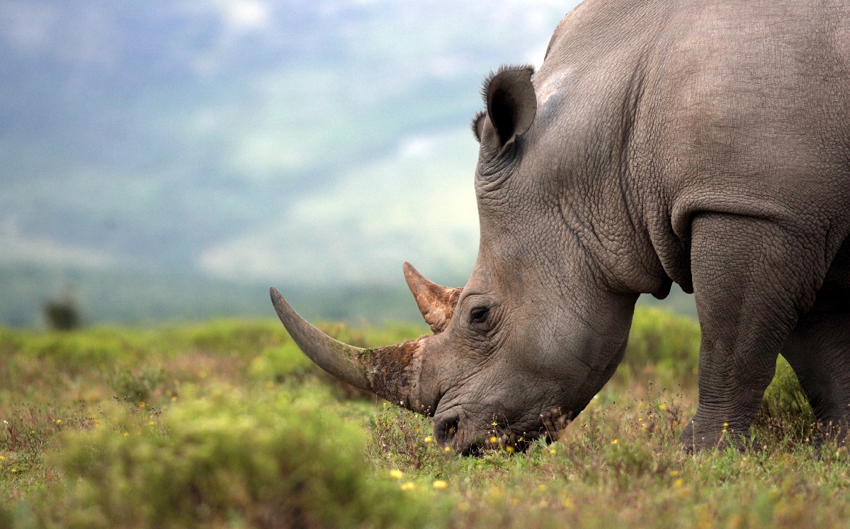 Rinoceronte negro oriental en serio peligro de extinción. (Shutterstock)