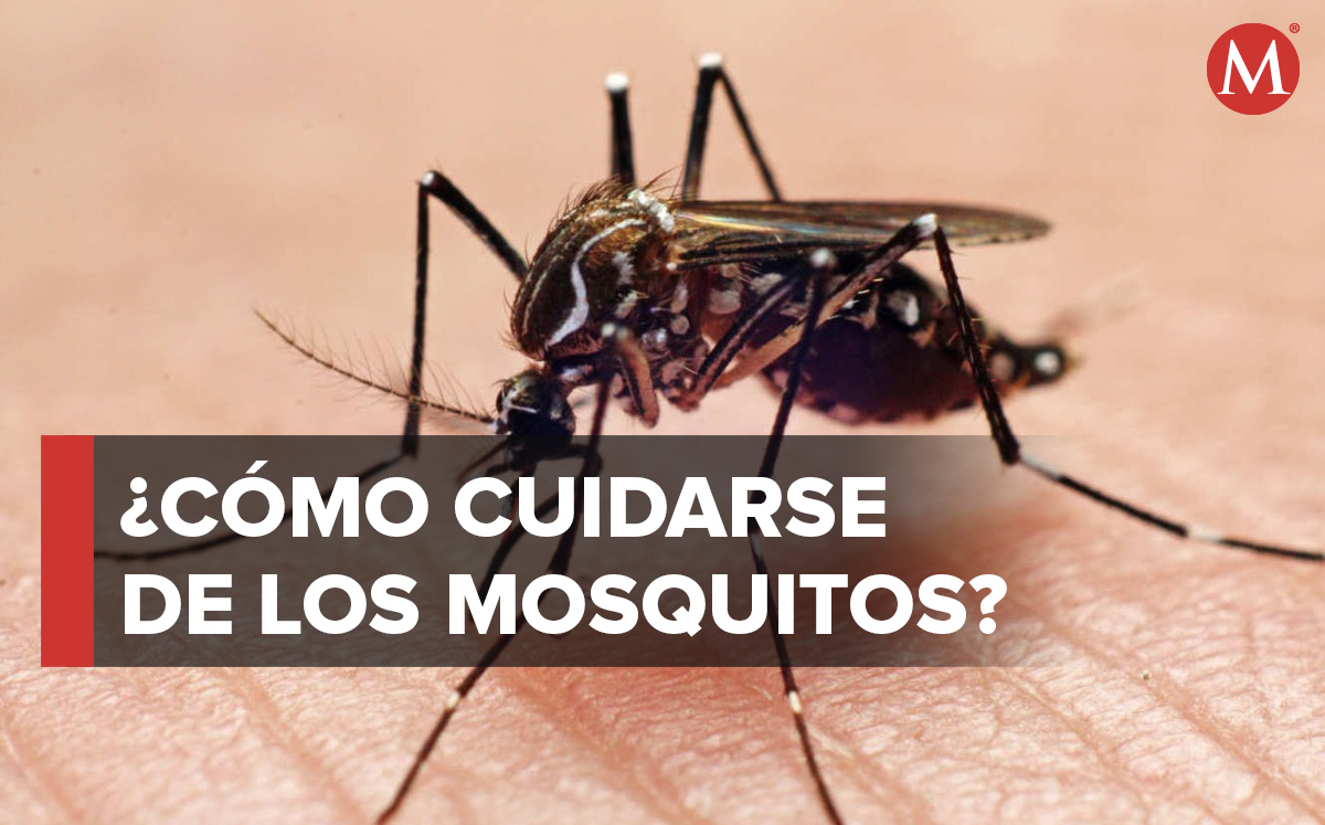 Temporada de mosquitos y recomendaciones para cuidarse de ellos. / Especial.