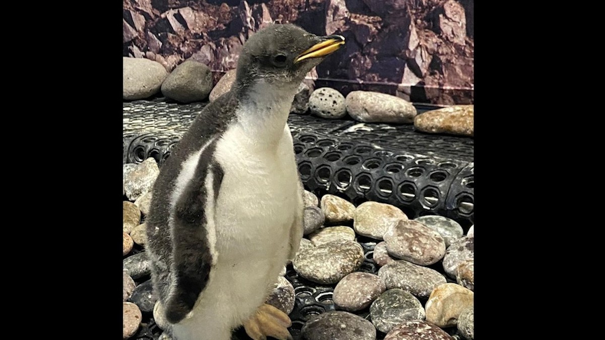 Seis pingüinos "chilangos" Gentoo nacieron en CdMx, aquí puedes visitarlos