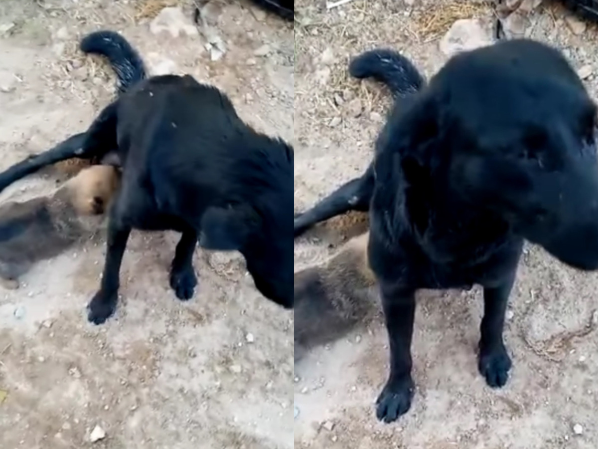 Se trata una perrita callejera. (Captura)