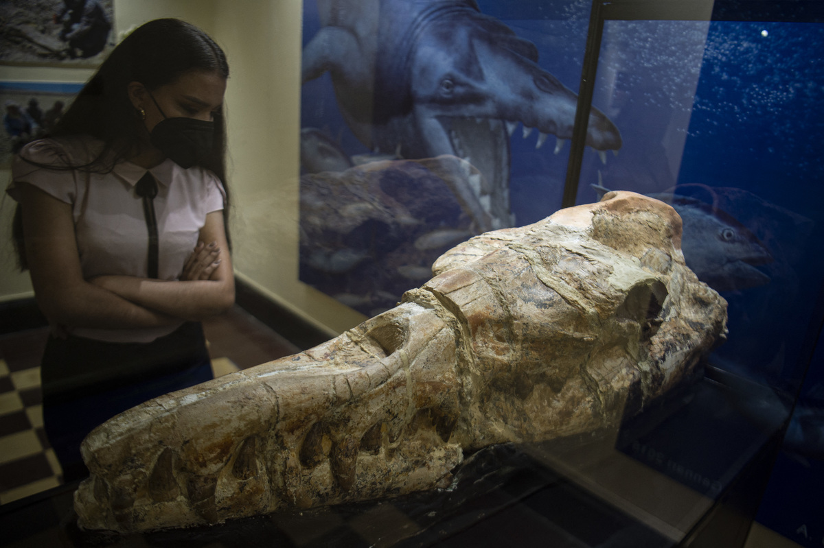 Son los restos fosilizados de un basilosaurio. (AFP)