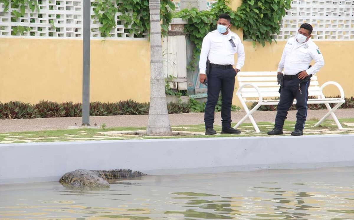 Por turistas buscan descartar riesgos de cocodrilos en Madero