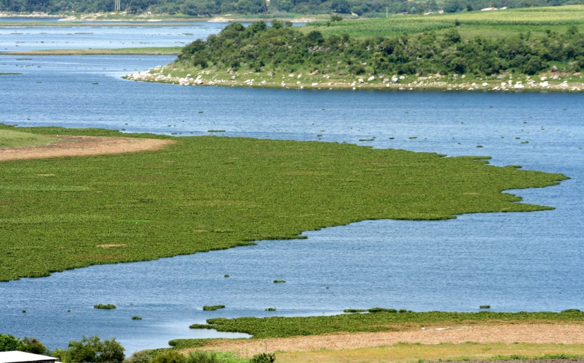 De acuerdo a Verónica Mastretta Guzmán, integrante de la organización Dale la Cara Al Atoyac, hacen falta acciones para rescatar este cuerpo de agua. 