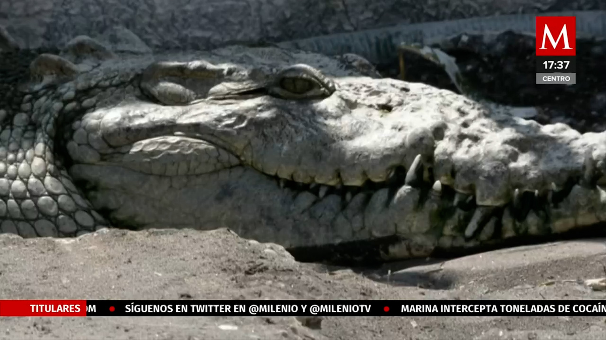 Cocodrilos en las lagunas de Colima ponen en risego a habitantes.
