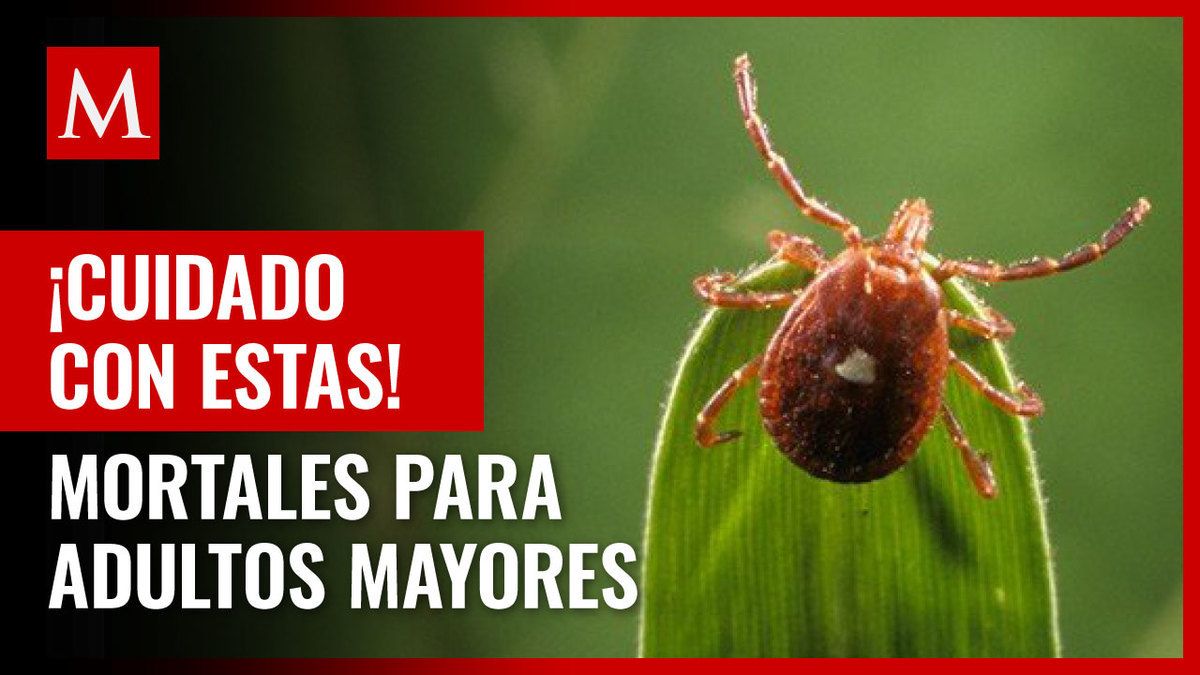En EU, identifican virus en garrapatas que podría ser mortal