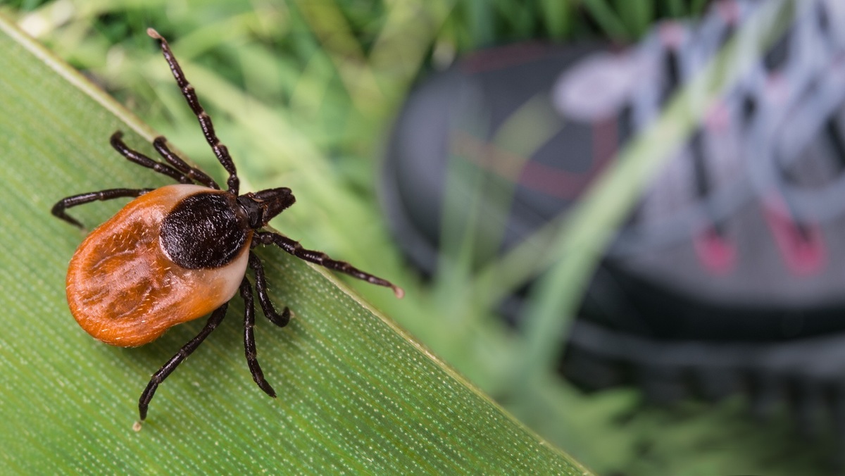 Las garrapatas vinculadas al virus podrían estar en varias partes de Estados Unidos. | Shutterstock