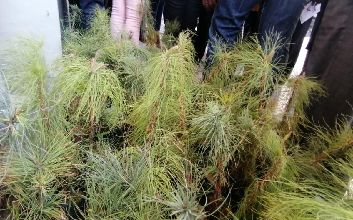 Implementan acciones de reforestación en Tehuacán ante alta contaminación | Especial