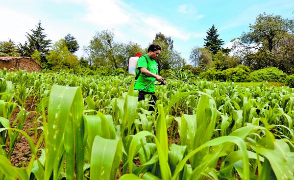 Campesinos mexicanos verán impactada la producción. JAVIER RÍOS