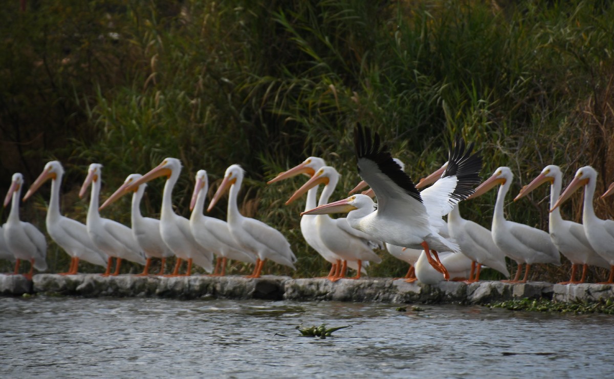 Pelícanos borregones, una de las aves migratorias que se encuentran en Cajititlán (Cortesía)