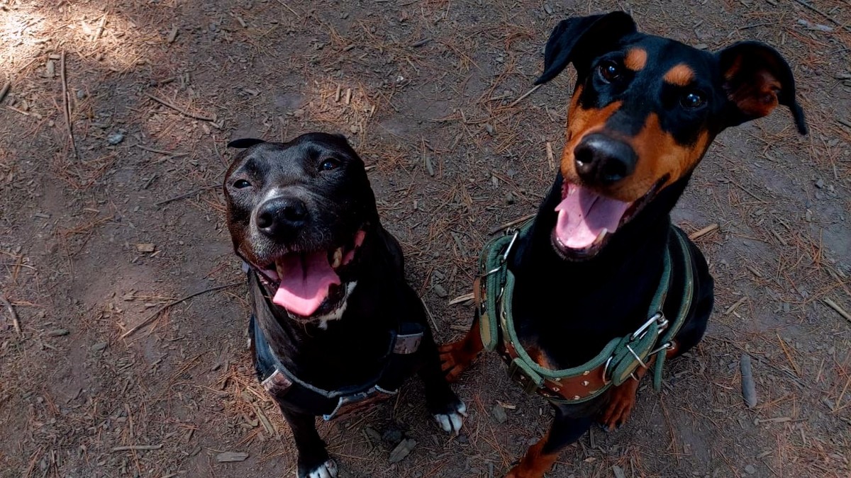 Gala y Dasha, perritos felices.