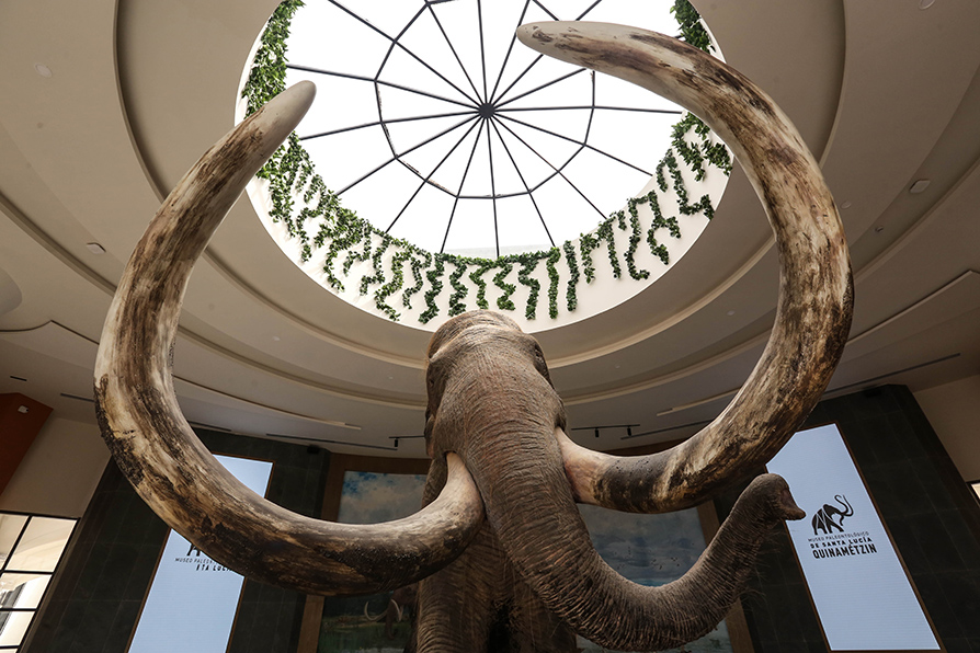 Un mamut recibe a los visitantes dentro del Museo Paleontológico de Santa Lucía Quinamétzin dentro del AIFA. |Octavio Hoyos