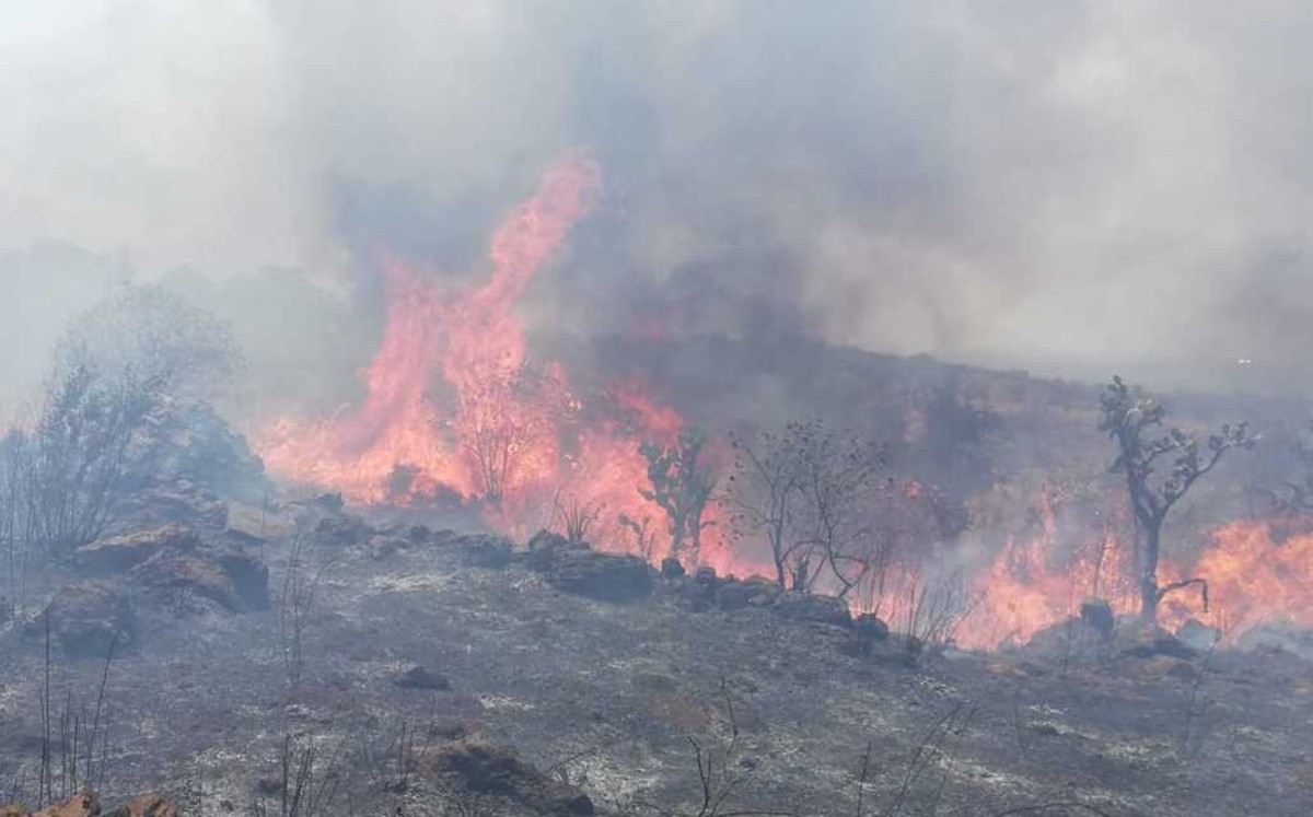Prevén año crítico de incendios forestales en Tamaulipas