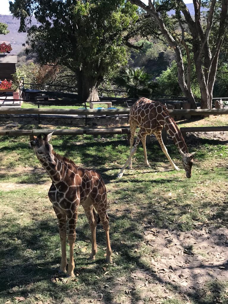 Zoológico de Guadalajara anuncia nacimiento de dos nuevas jirafas (Cortesía)